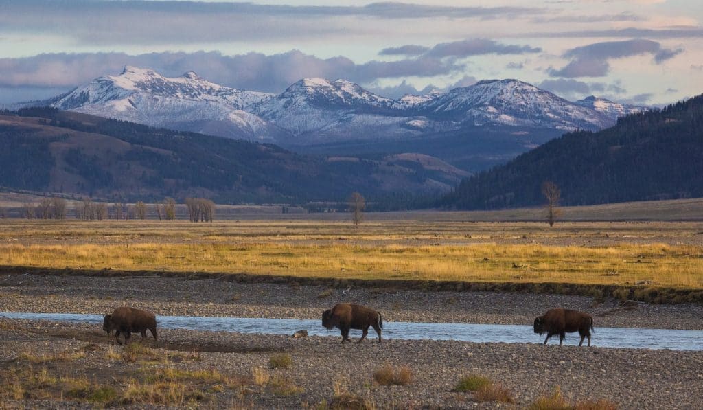 Yellowstone - Lamar Valley
