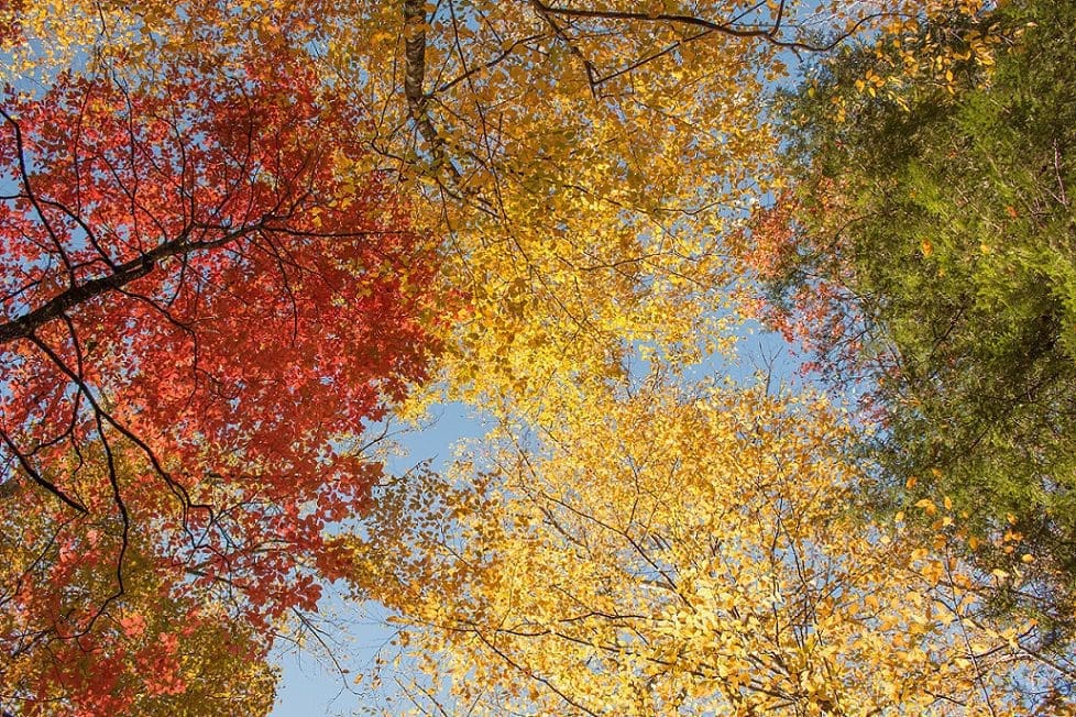 Great Smoky Mountains