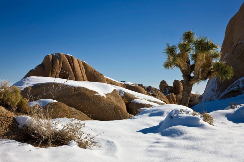 Joshua Tree National Park