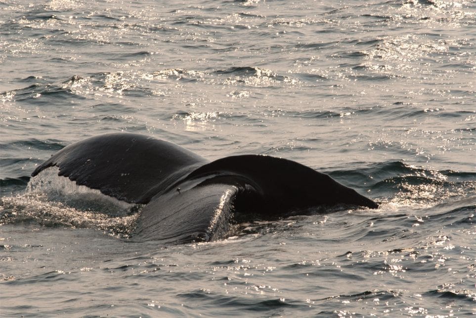 Whale Watching in Boston