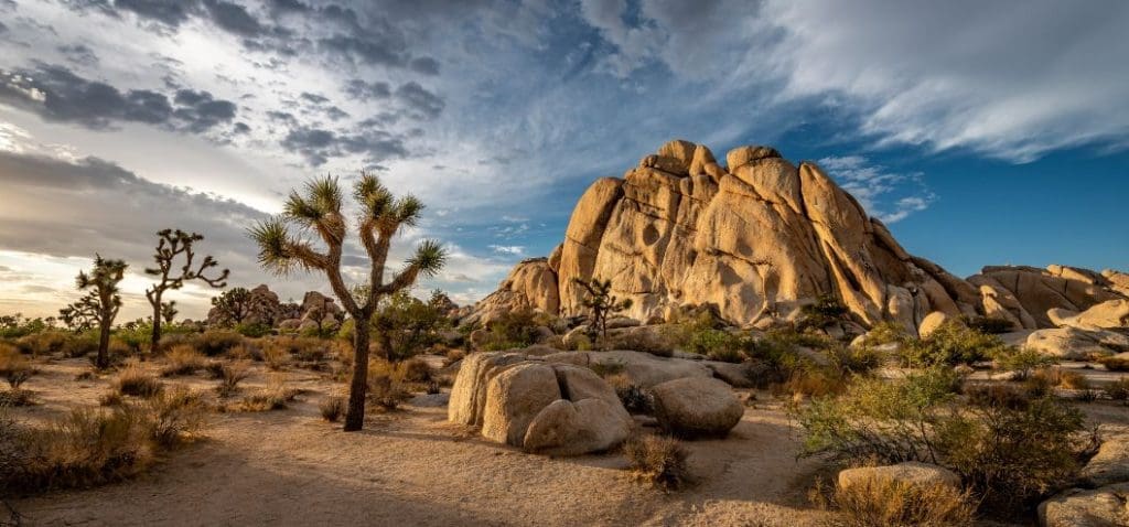 Joshua Tree