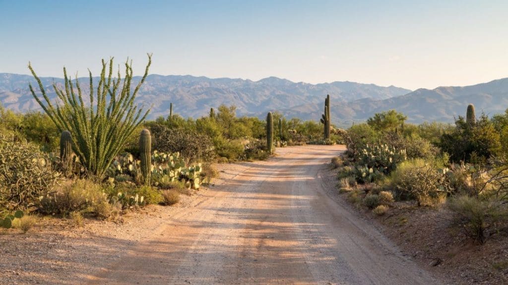Saguaro National Park