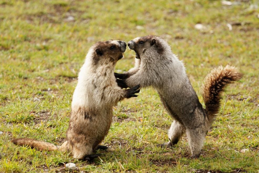 Two Hoary Marmots