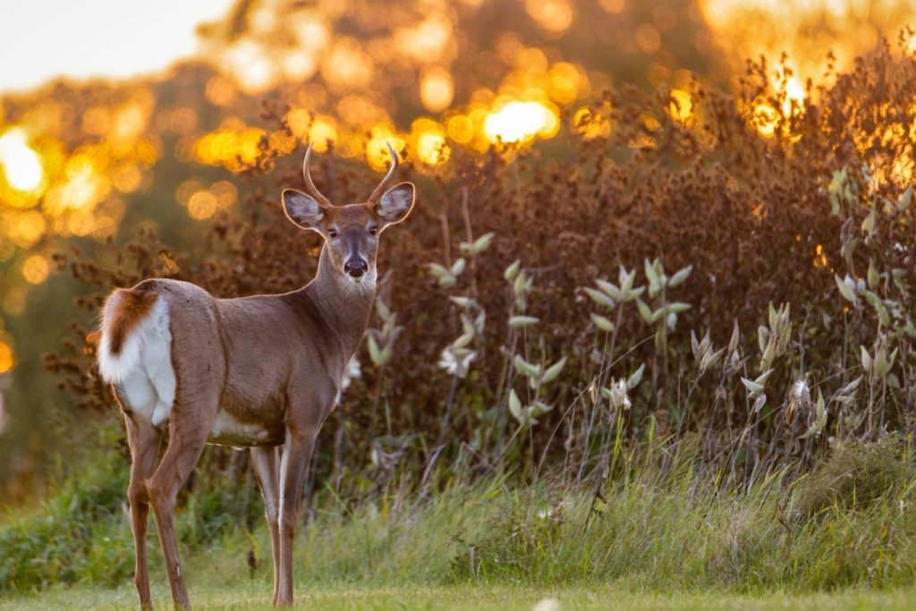 White Tailed Deer