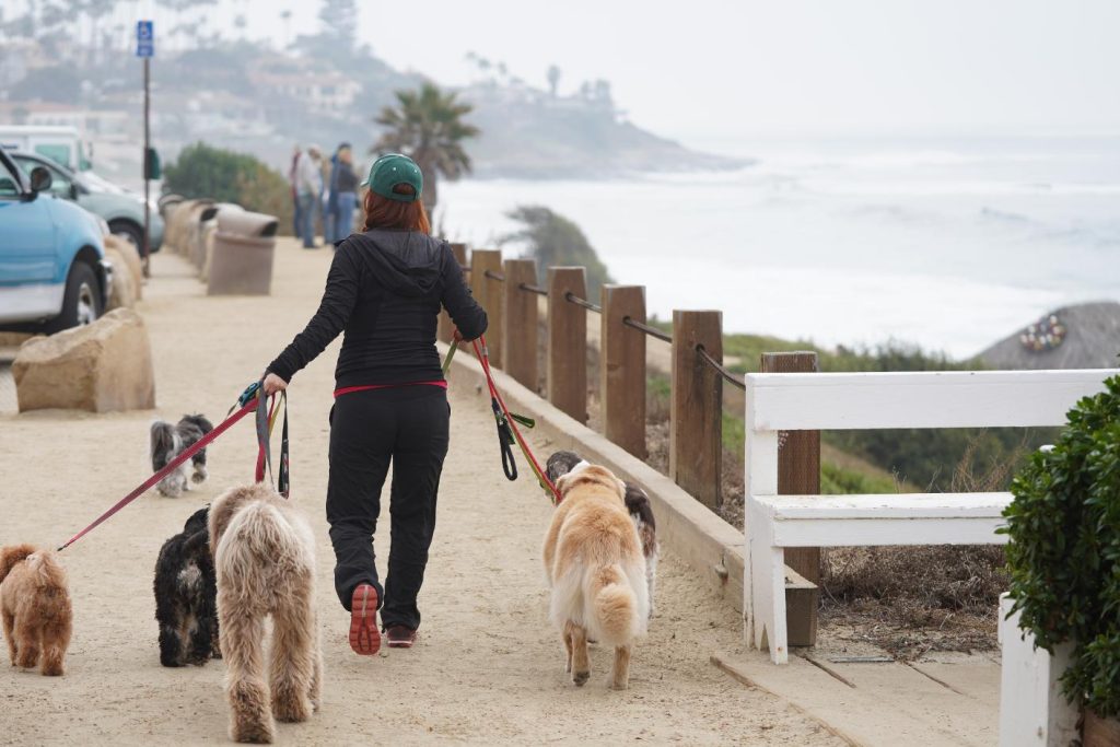 Pets going for a walk at La Jolla