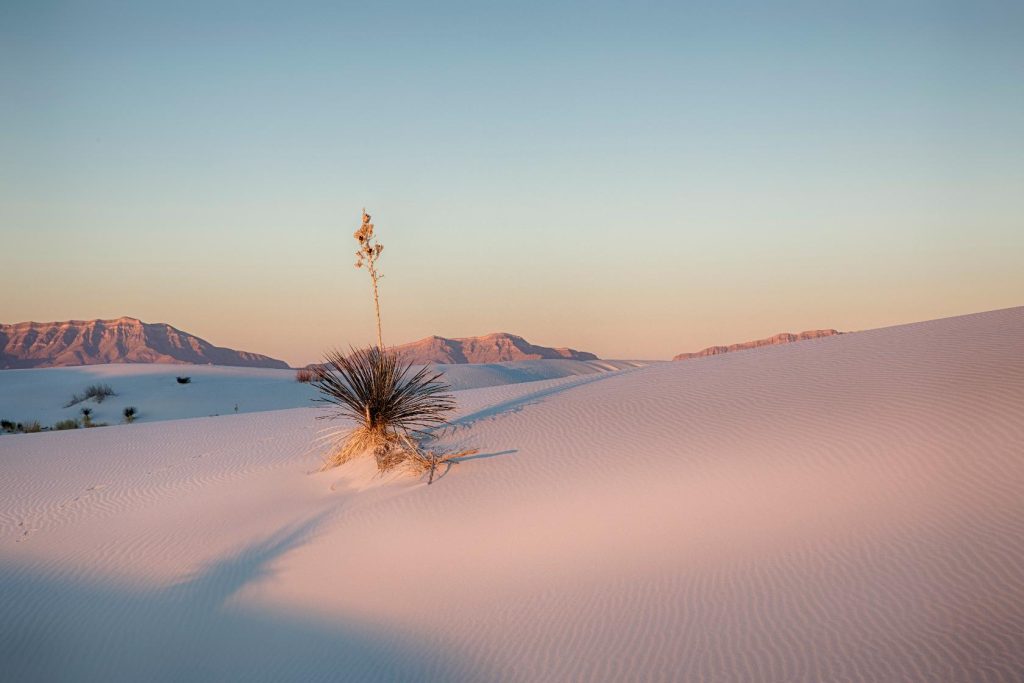 Adam's Needle in White Sands National Park
