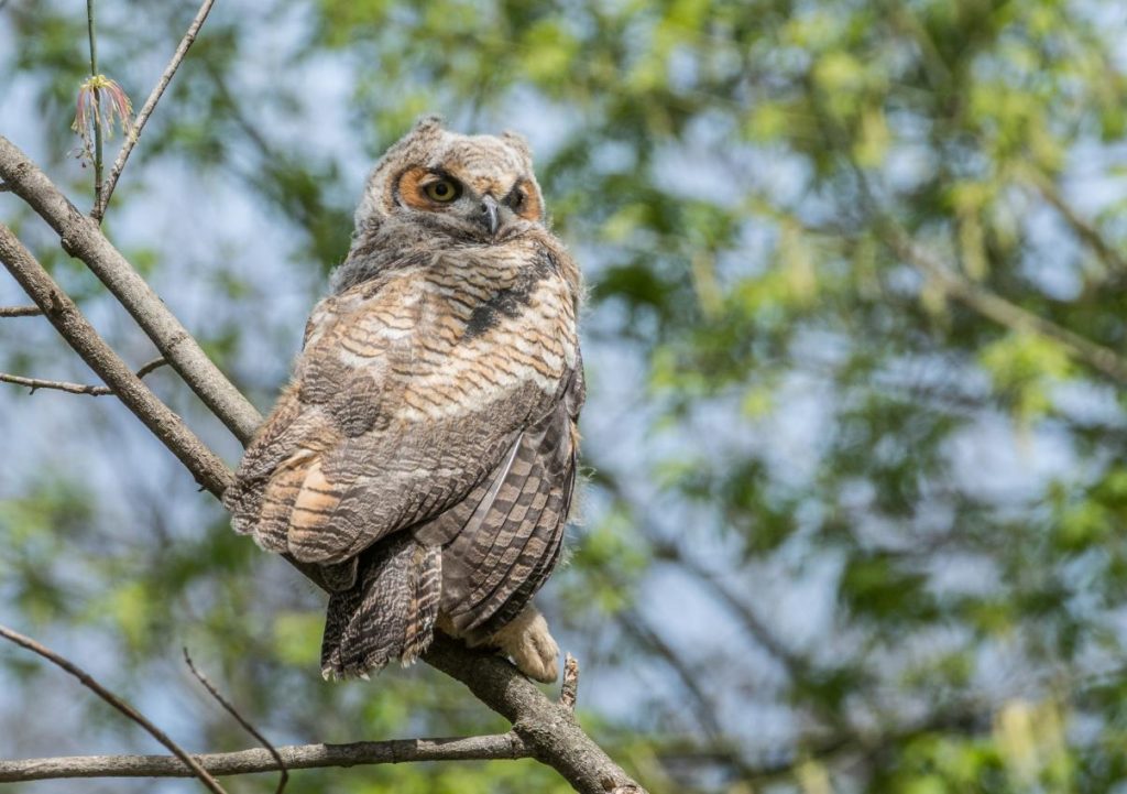 Great Horned Owlet
