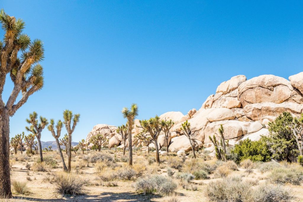 Can You Do a Self-Guided Tour of Joshua Tree?