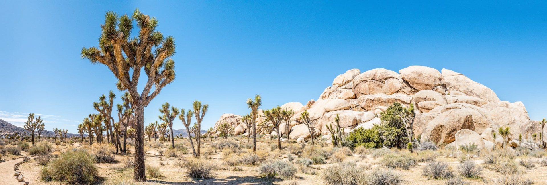 Can You Do a Self-Guided Tour of Joshua Tree?