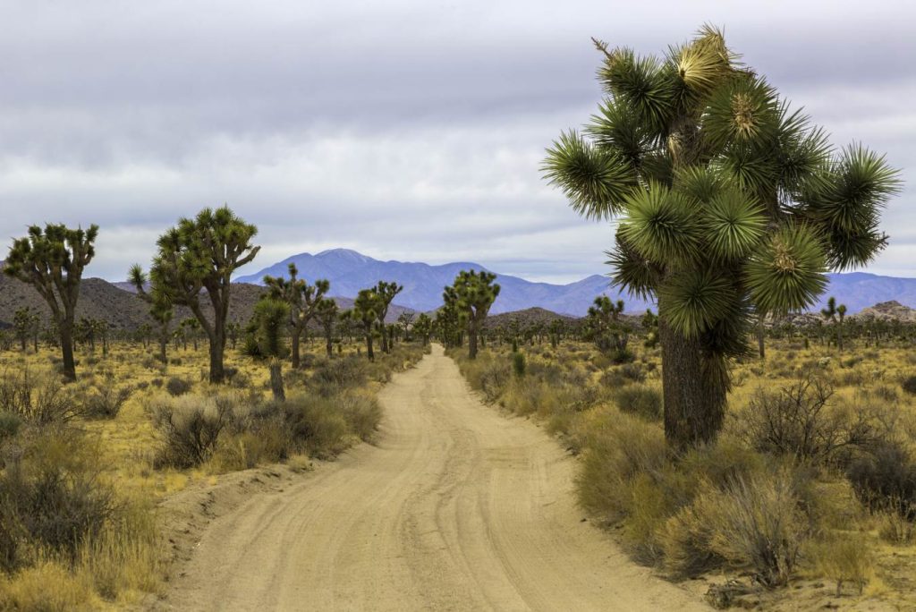 How Big is Joshua Tree National Park?