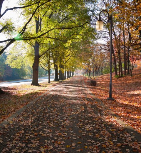 How many people were executed in the Salem Witch Trials?