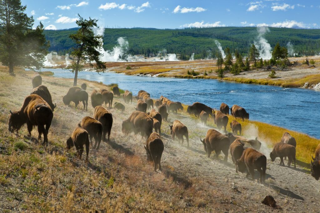 What is the best way to tour Yellowstone?