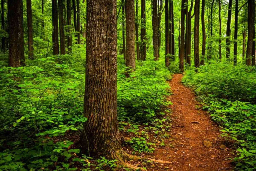 What Can You Do at Shenandoah National Park in One Day?