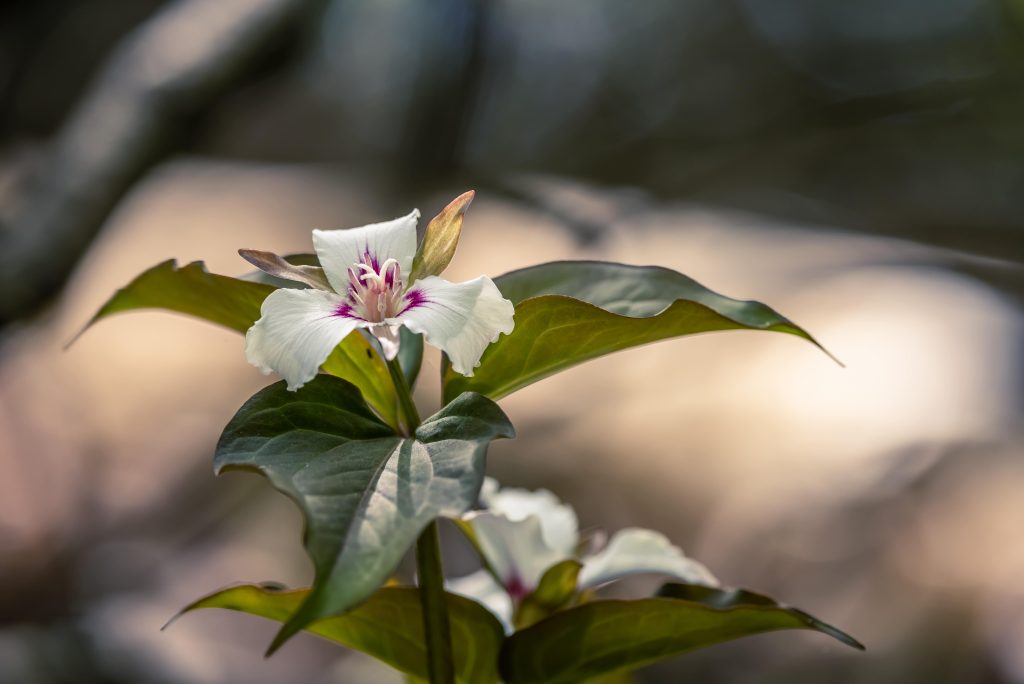 How do you avoid crowds in the Smoky Mountain National Park?