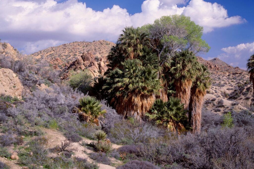 Can you do a day trip to Joshua Tree?