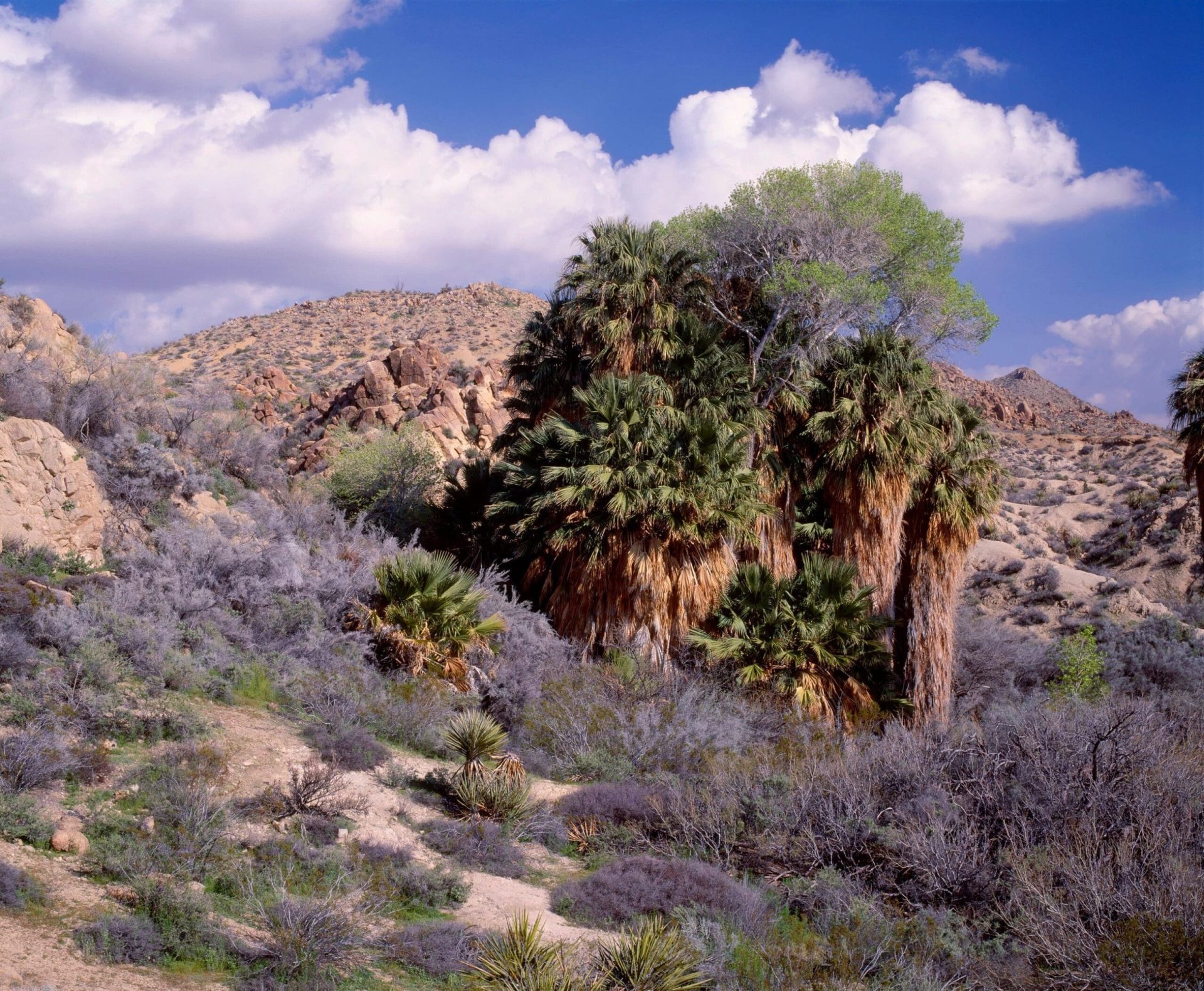 Can you do a day trip to Joshua Tree?