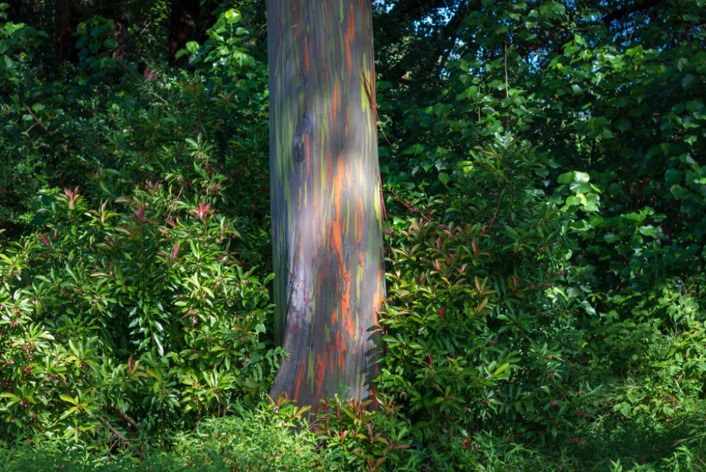 Things to do on the Road to Hana