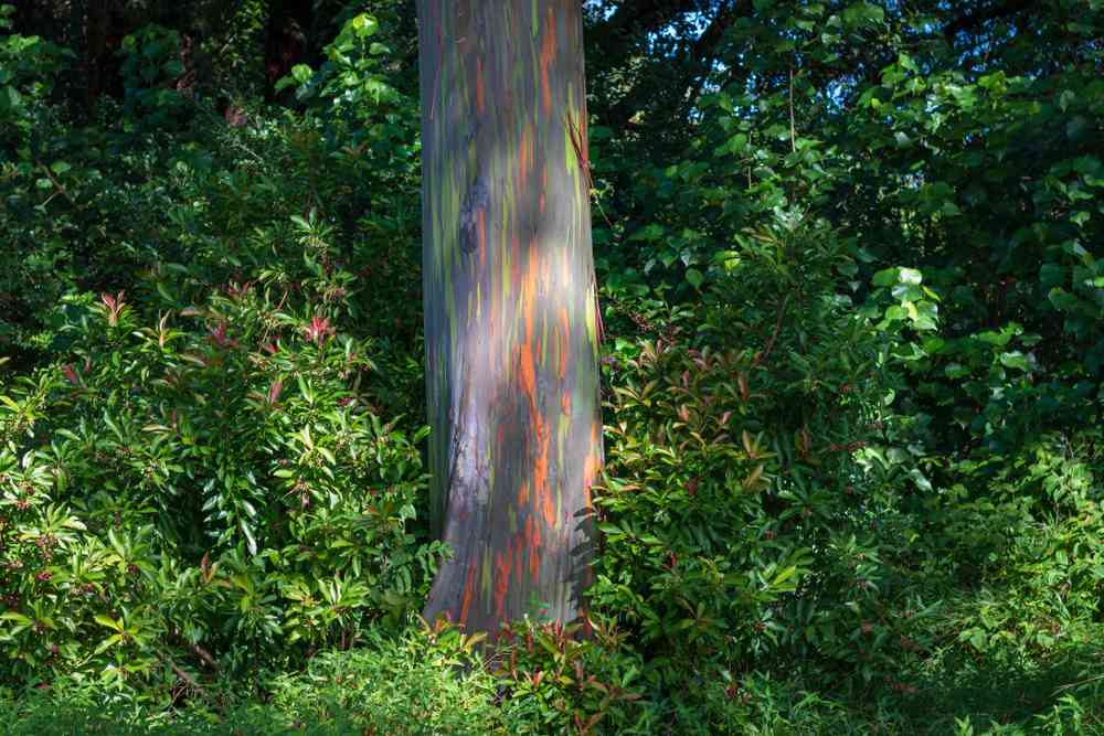 Things to do on the Road to Hana