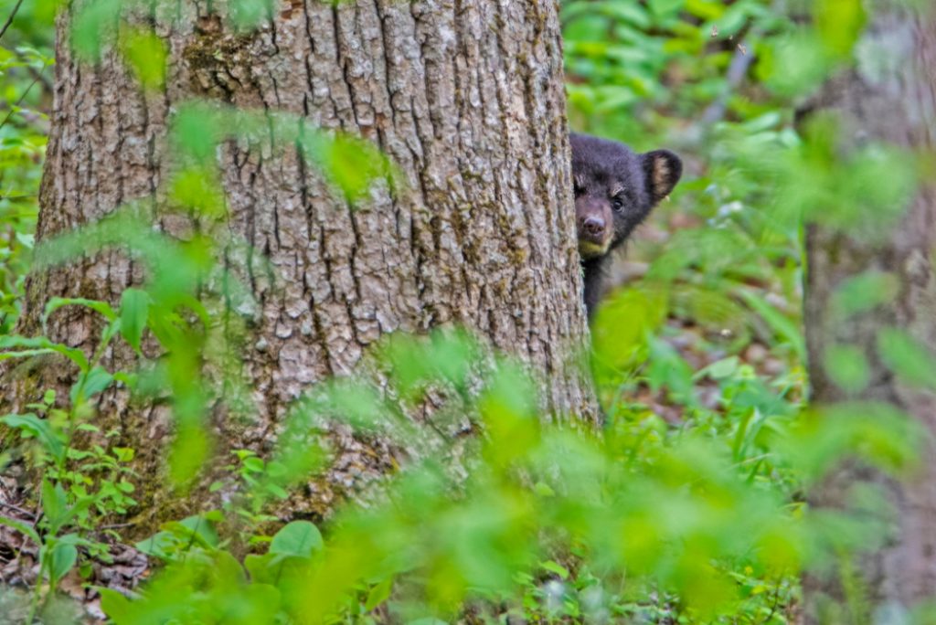 Is there a scenic drive through the Great Smoky Mountains?