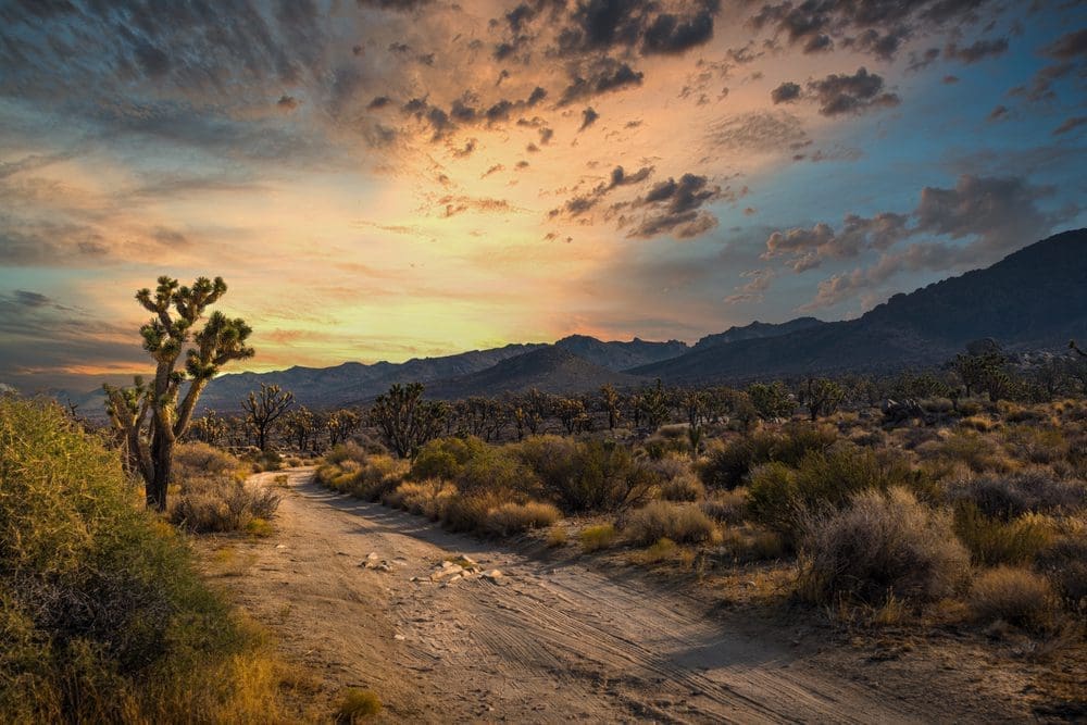 What is so special about Joshua Tree?