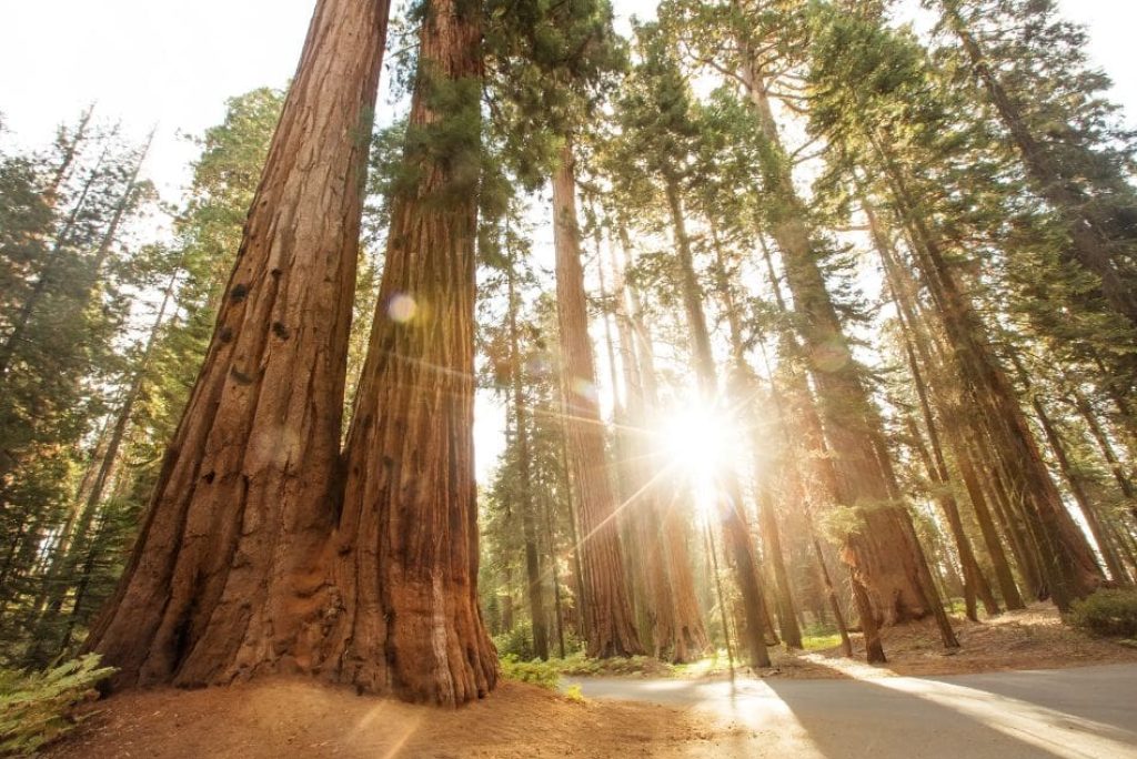 Is Sequoia National Park Close to Kings Canyon?