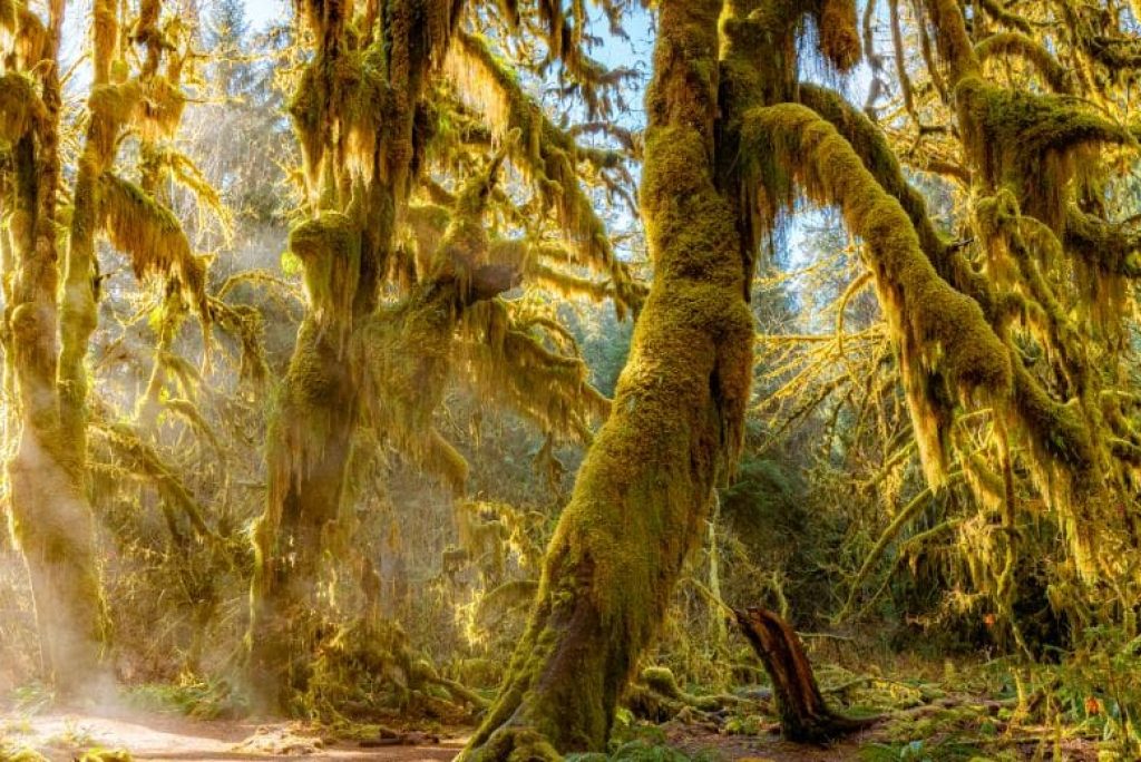 What Do I Not Know About Olympic National Park?