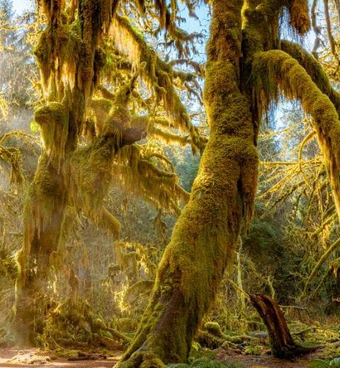 Where Should I Enter Olympic National Park?