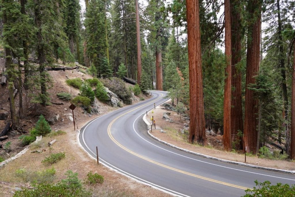 Can I Drive from San Francisco to Sequoia National Park?
