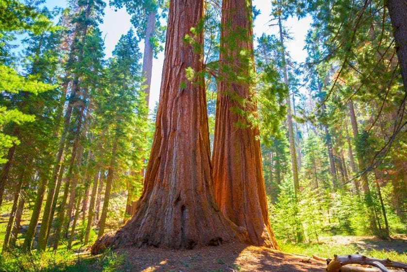 When Should I Visit Sequoia National Park?
