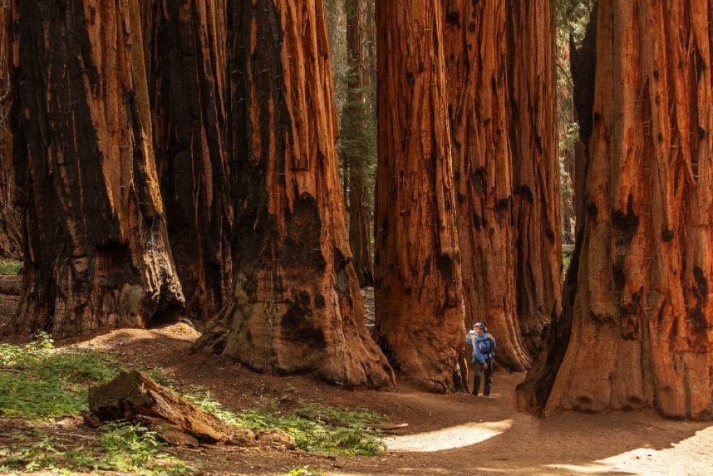 Are Kings Canyon and Sequoia National Park the Same Place?