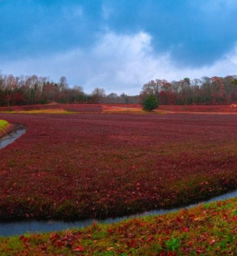 What is Cape Cod known for?