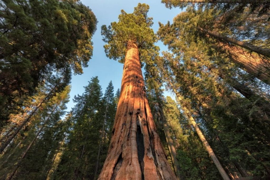 Are the Giant Sequoias Safe to Touch?