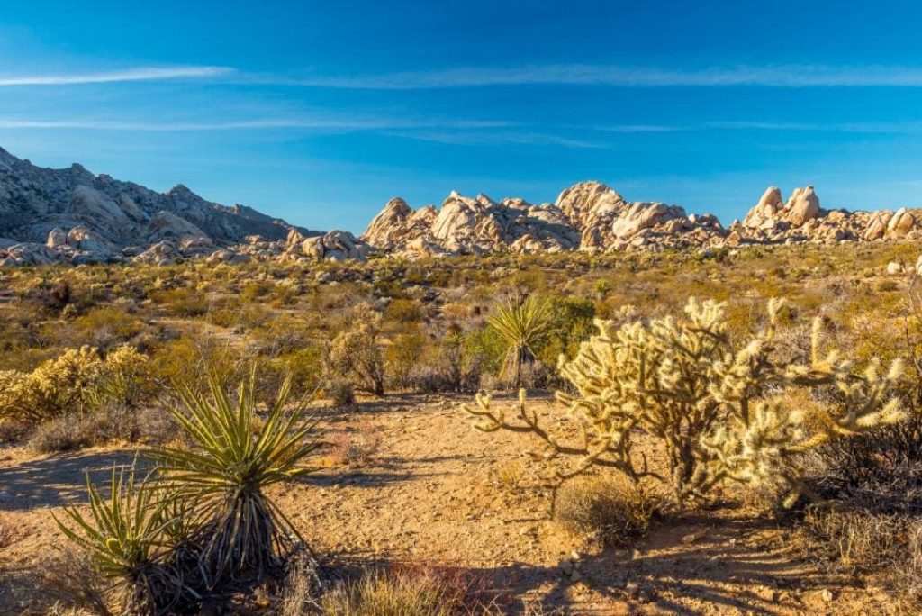 Why Visit the Joshua Tree National Park?