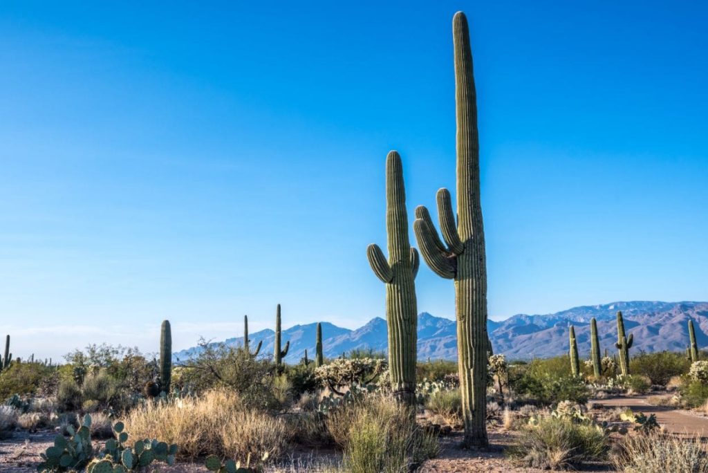 When Was Saguaro National Park Created?