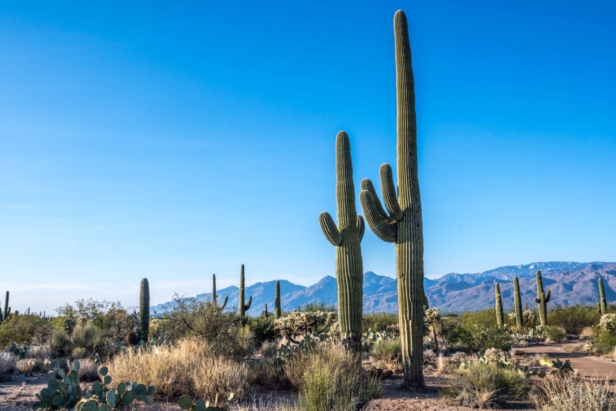 When Was Saguaro National Park Created?
