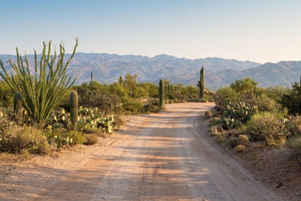 Should I Visit Saguaro West or Saguaro East?