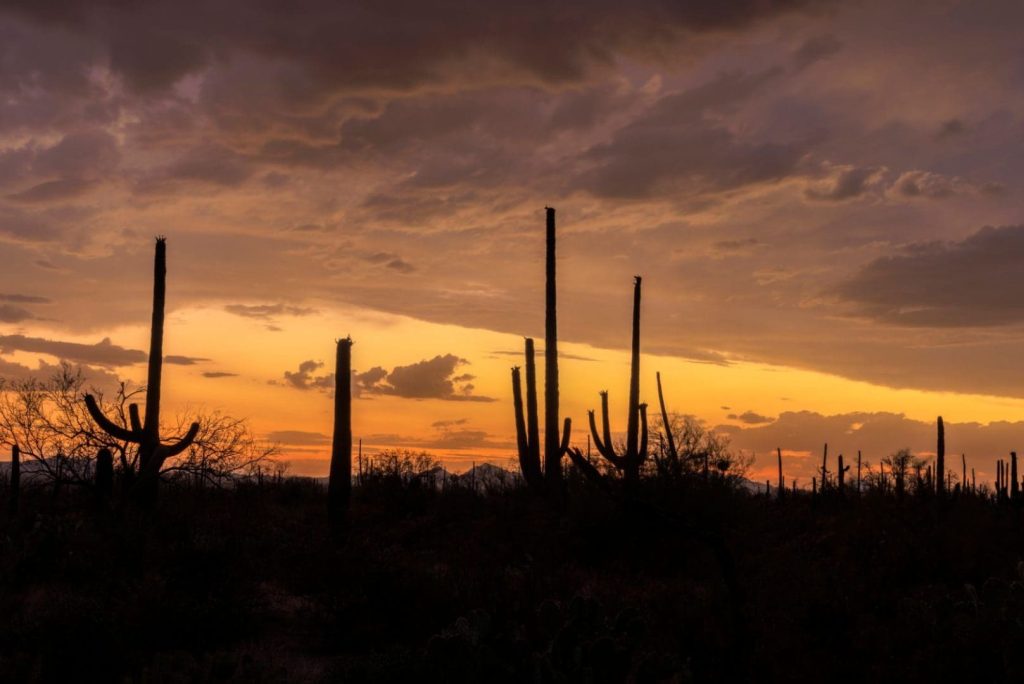 Should I Visit Saguaro National Park in the Winter?