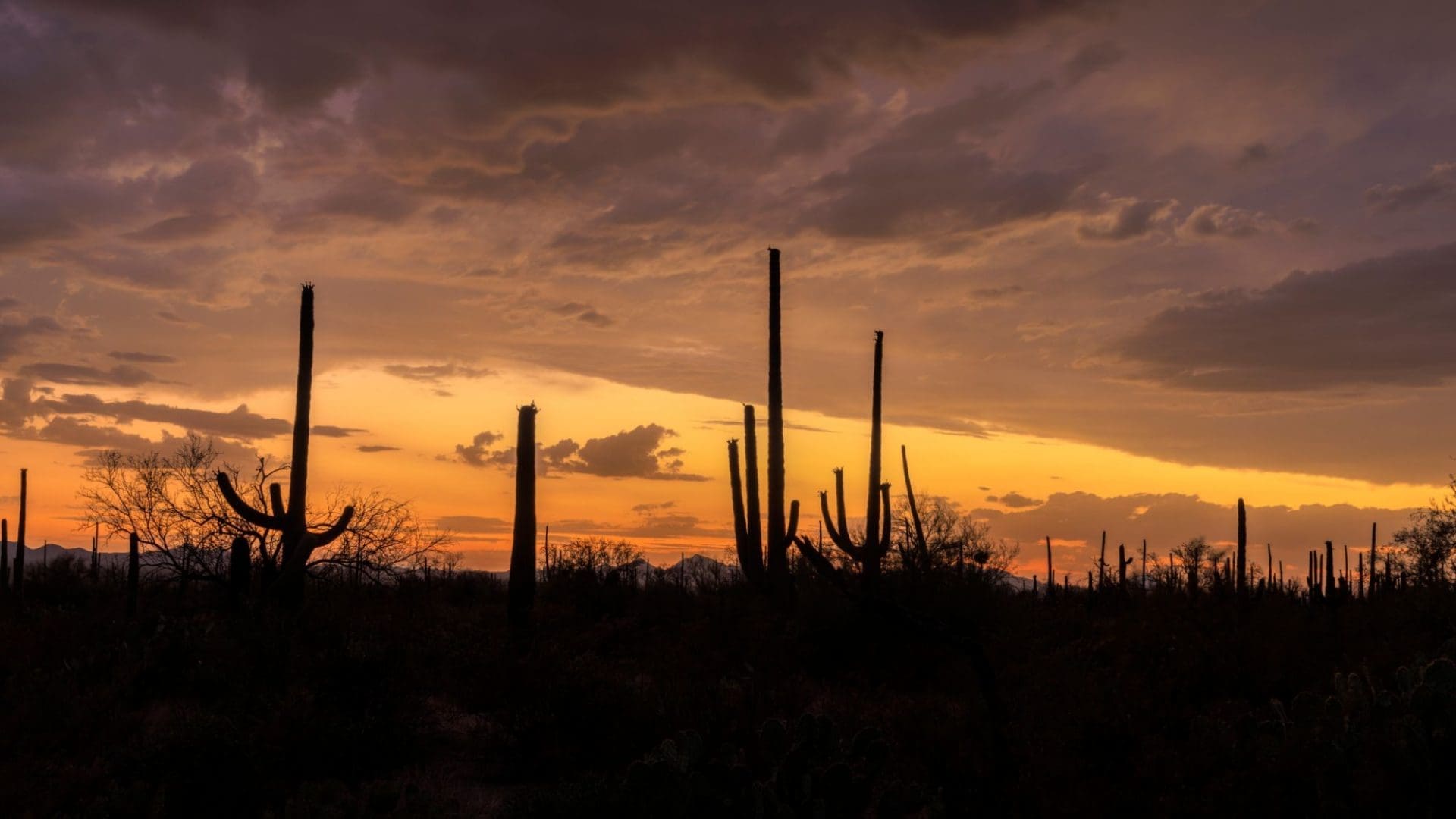 Should I Visit Saguaro National Park in the Winter?