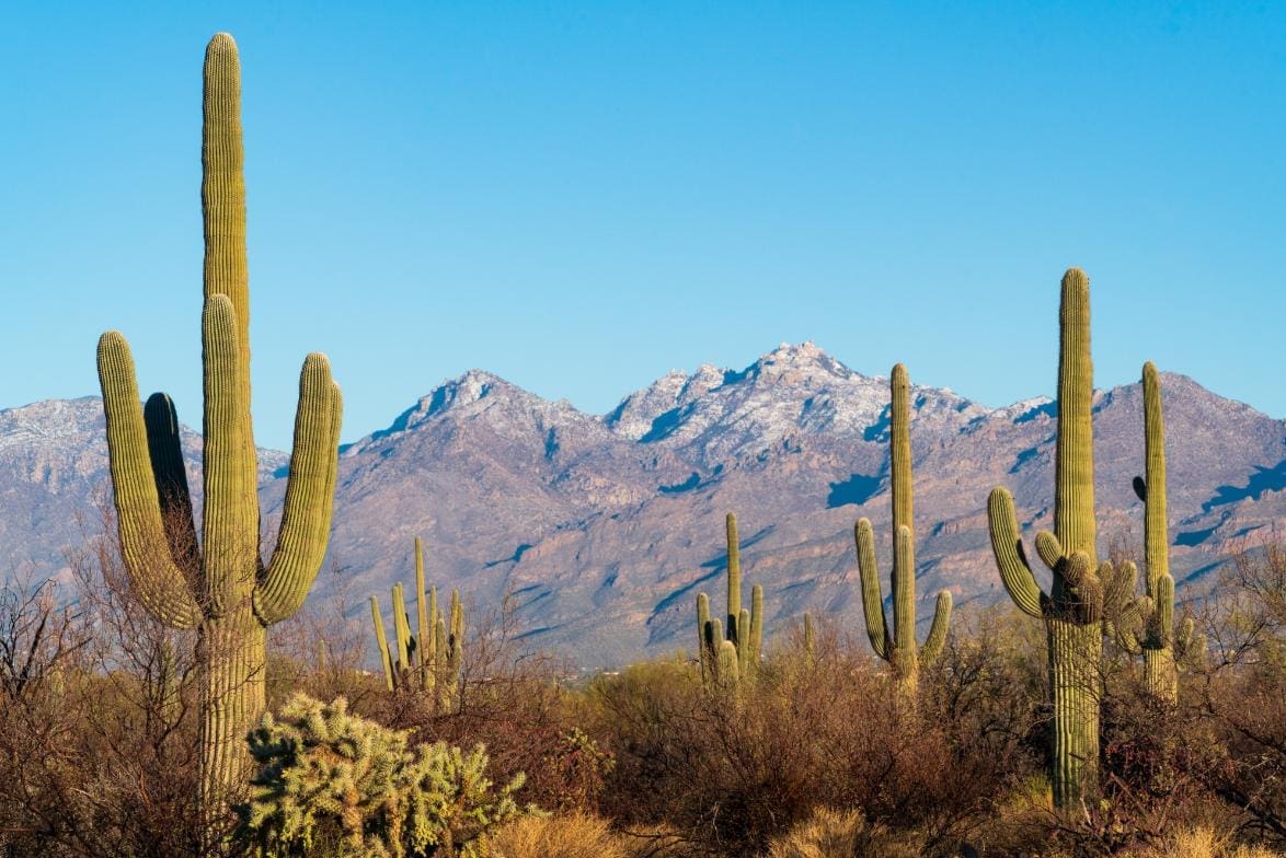 When Should I Visit Saguaro National Park?