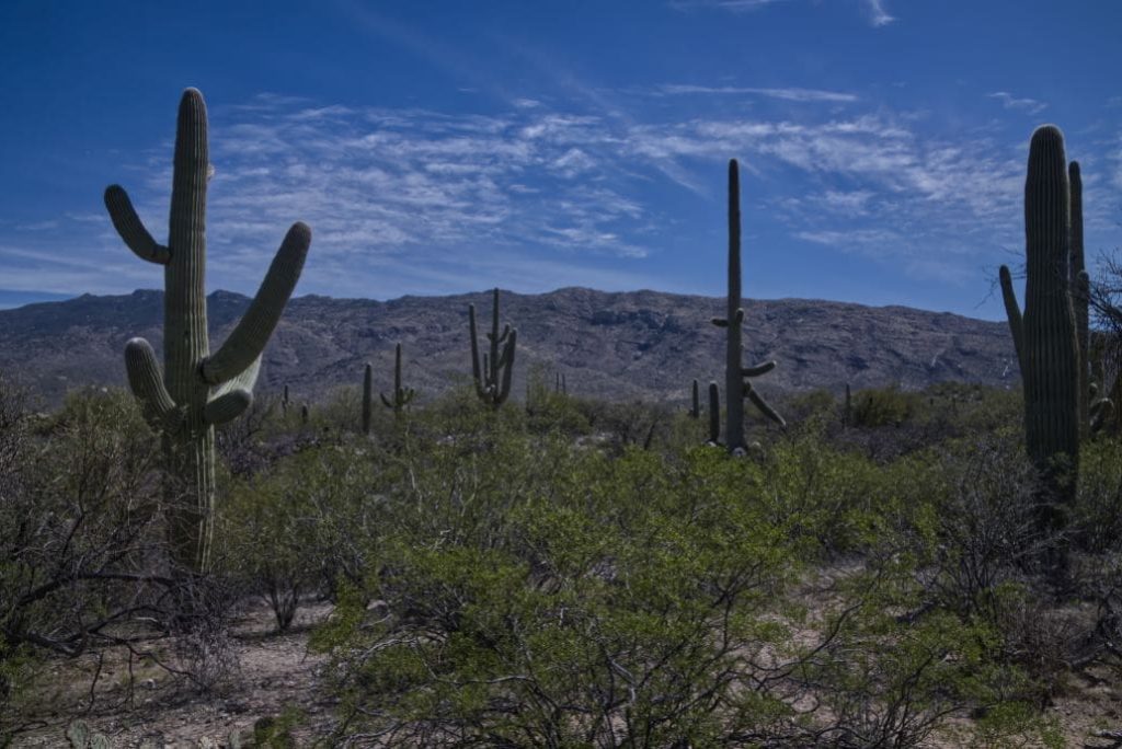 Should I Visit Saguaro East or Saguaro West?