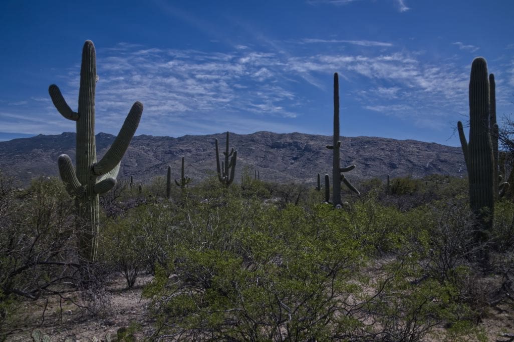 Should I Visit Saguaro East or Saguaro West?