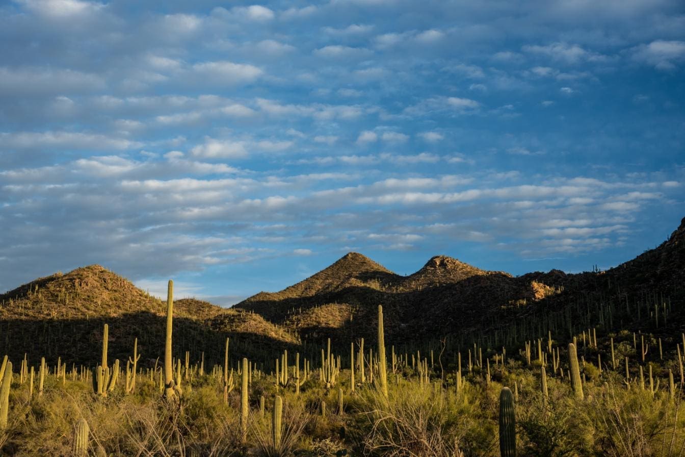 Should I Visit Saguaro National Park East or West?