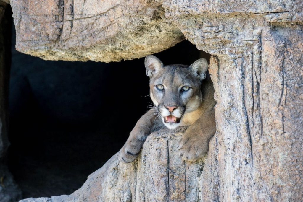 What Should I Do if I See a Mountain Lion at Saguaro National Park?