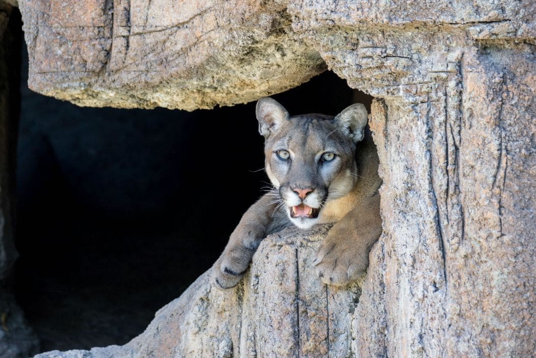 What Should I Do if I See a Mountain Lion at Saguaro National Park?