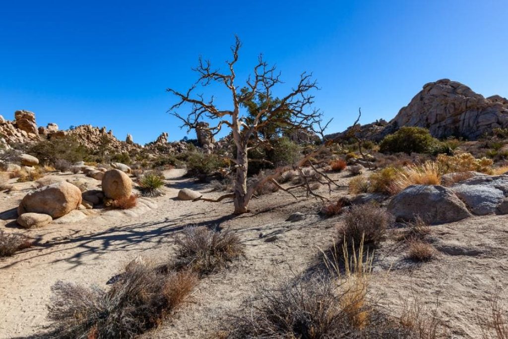 What are the special features of the Joshua Tree?