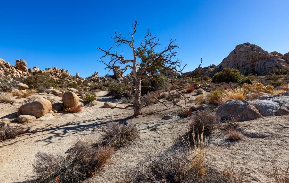 What are the special features of the Joshua Tree?