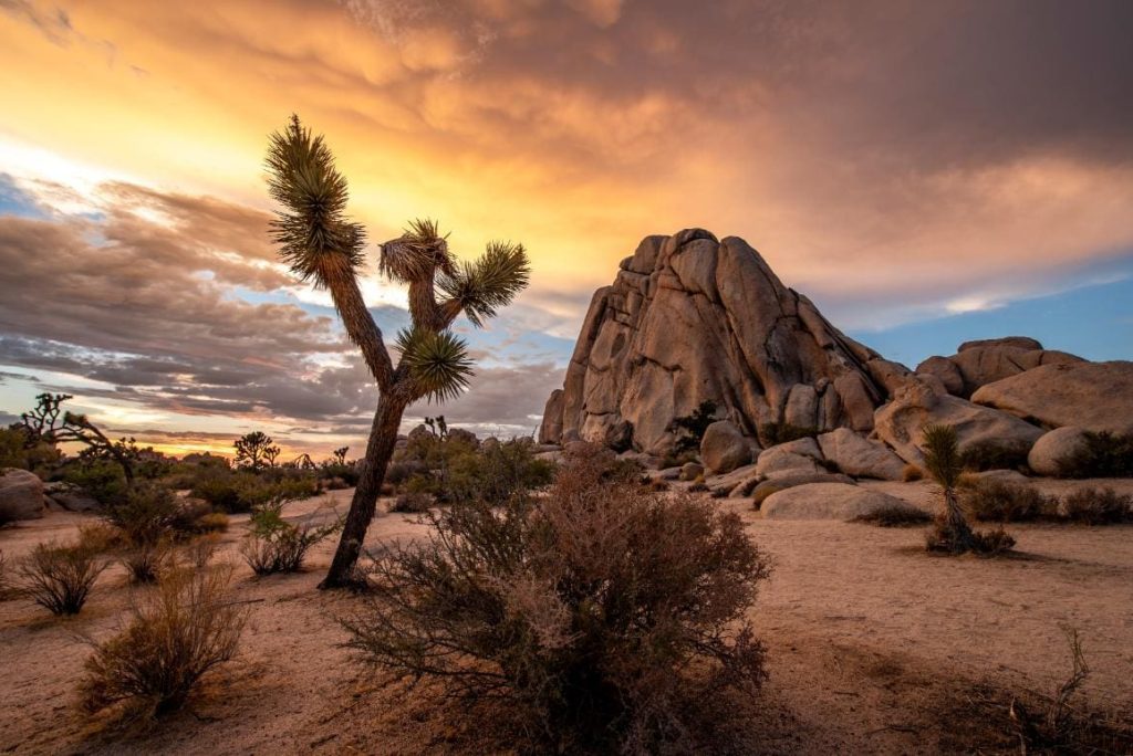 Can Joshua Tree be a day trip?