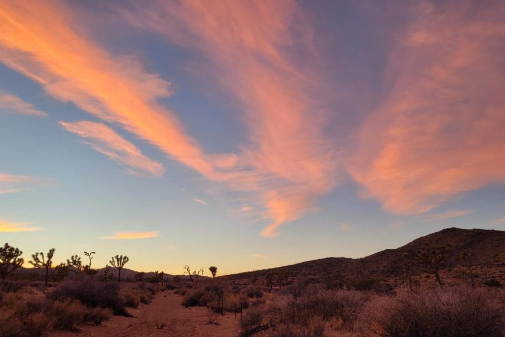 What is Joshua Tree National Park known for?
