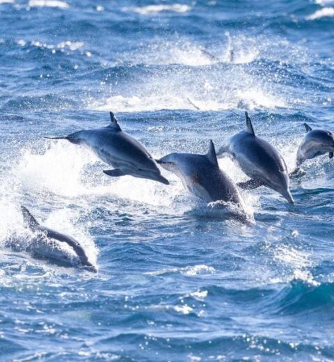 Why is Newport So Popular?