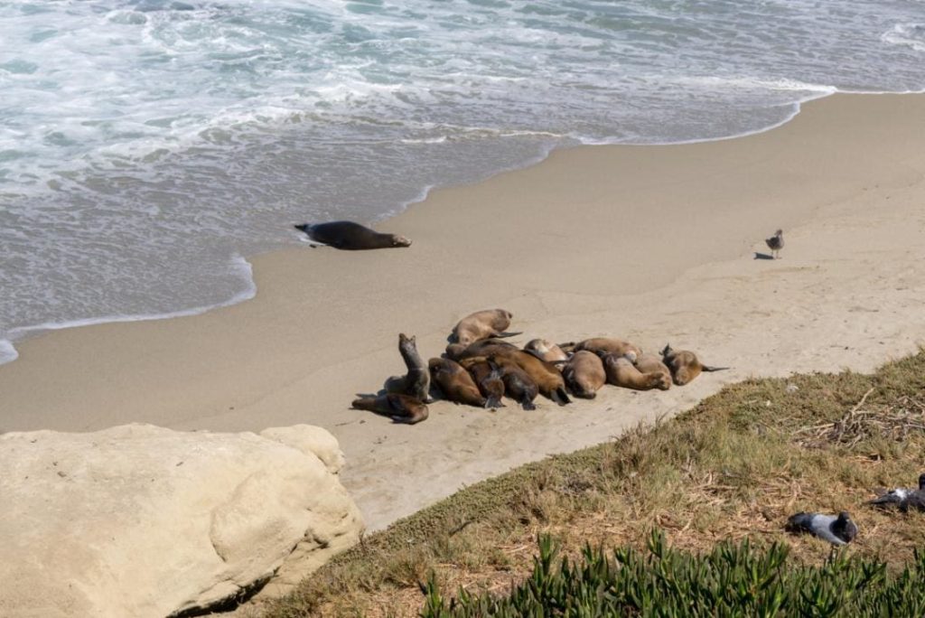 Can I See Seals at La Jolla?